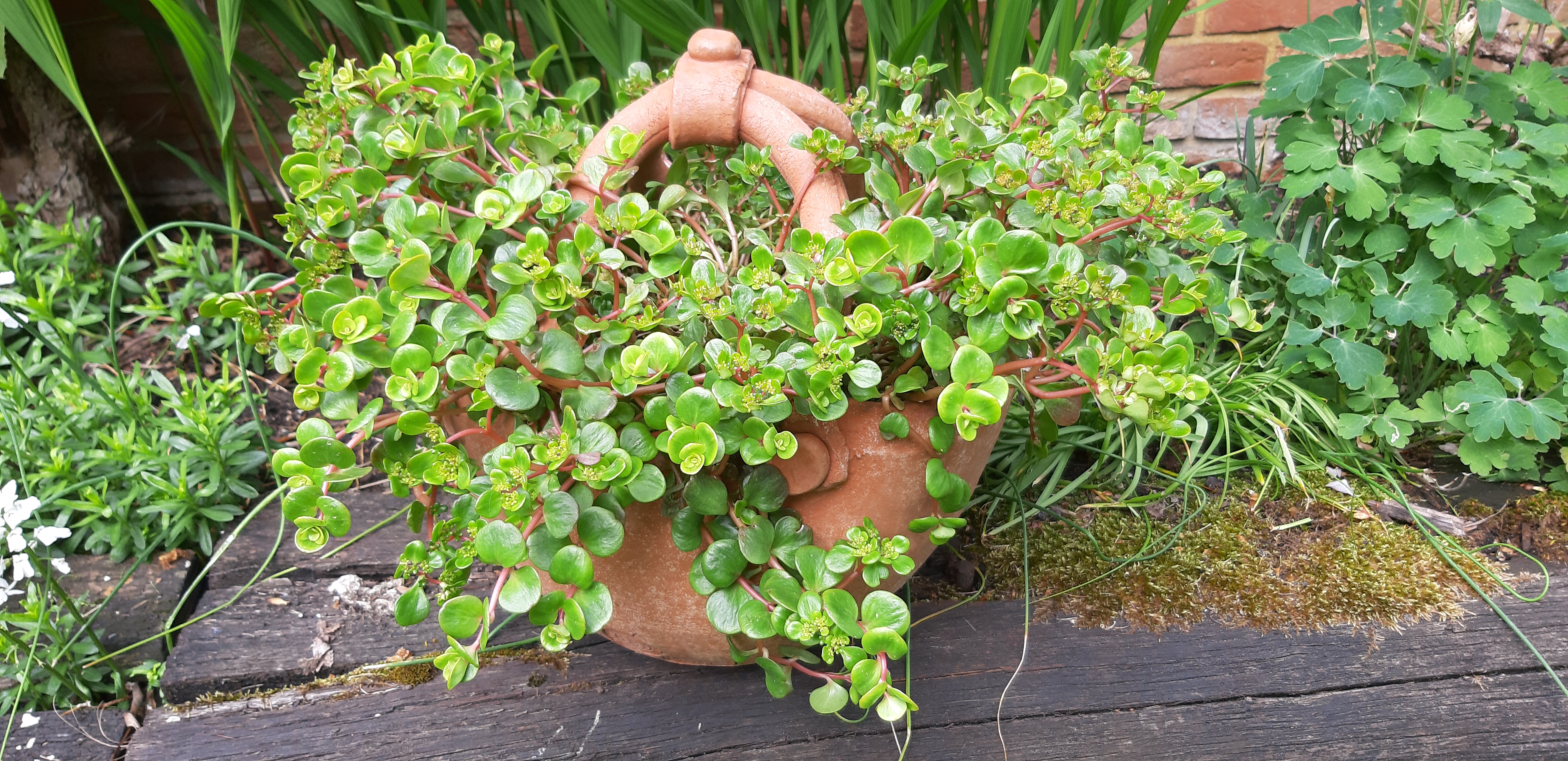 Terracotta pot 9